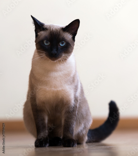 Sitting young adult siamese cat