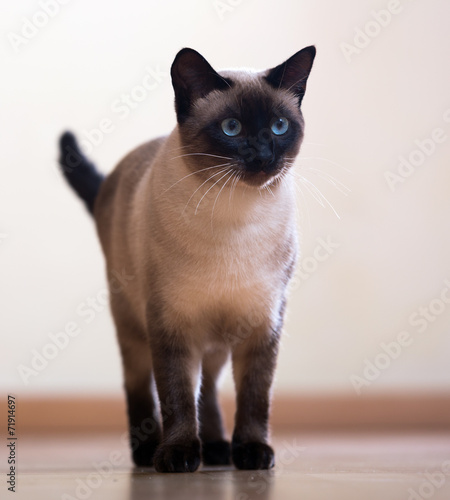 Standing adult Siamese cat © JackF