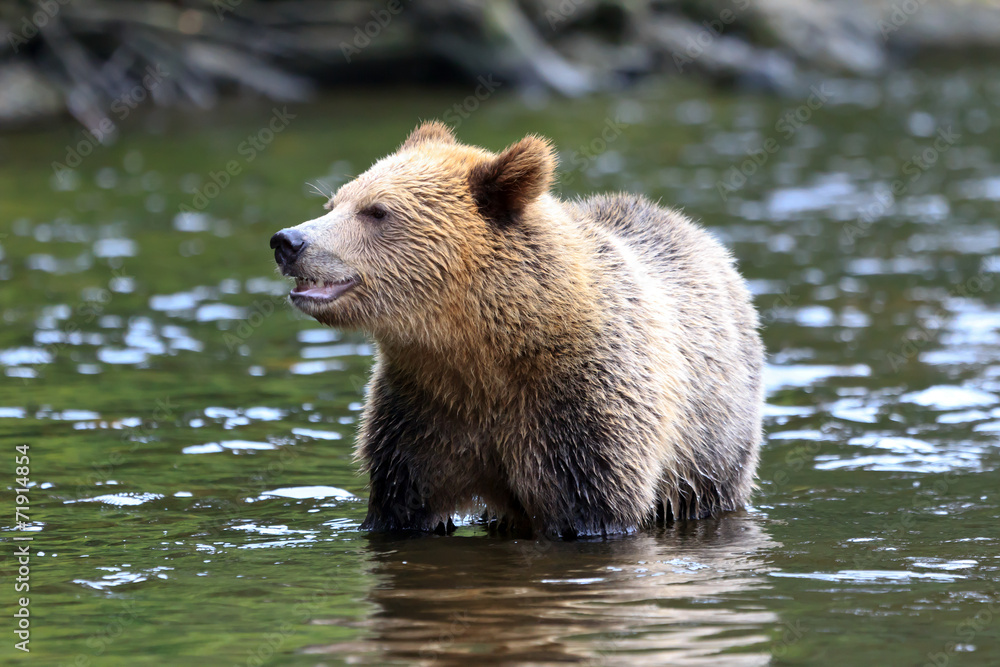 Obraz premium Grizzlybär