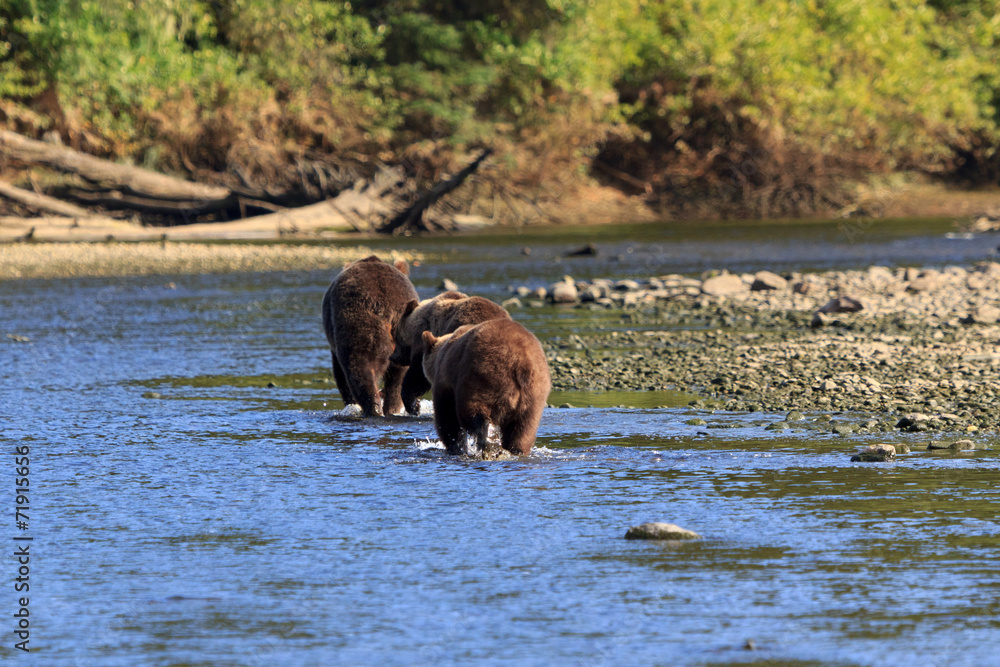 Fototapeta premium Grizzlys