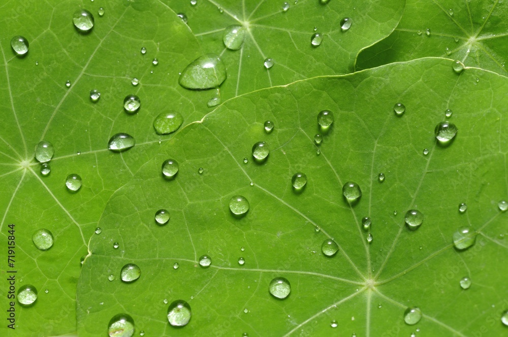 Sommerregen Sommerregen