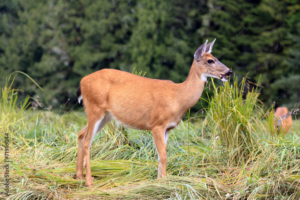 Maultierhirsch