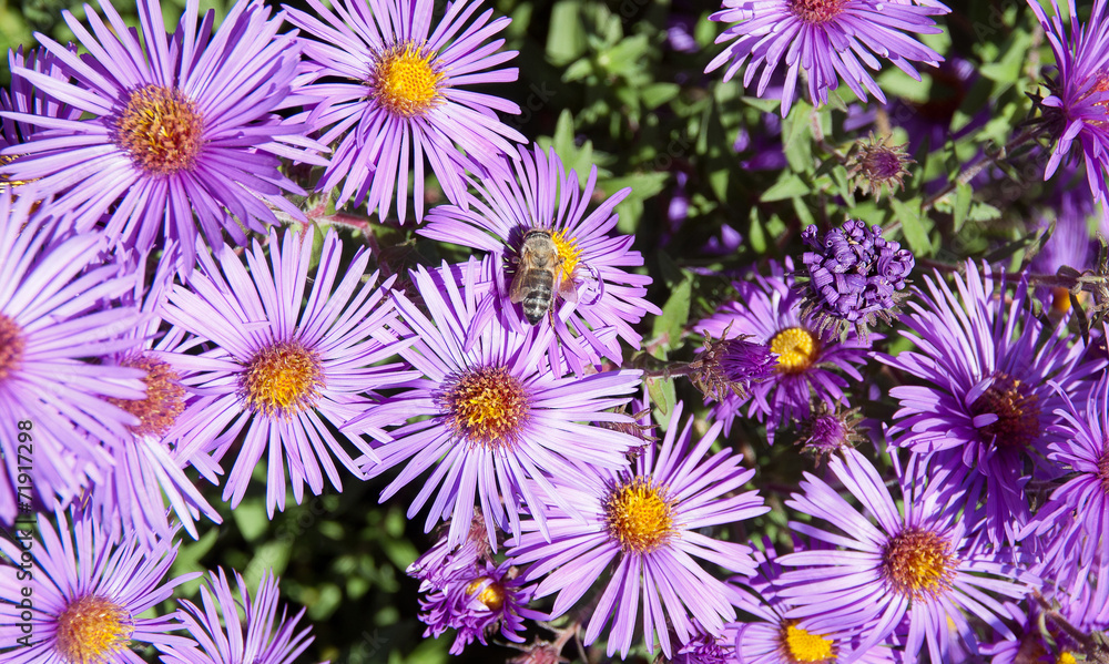 Bee on flowers Aster Bee on flowers Aster