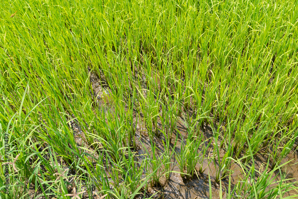 Top view of growing young rice in field Top view of growing young rice in field