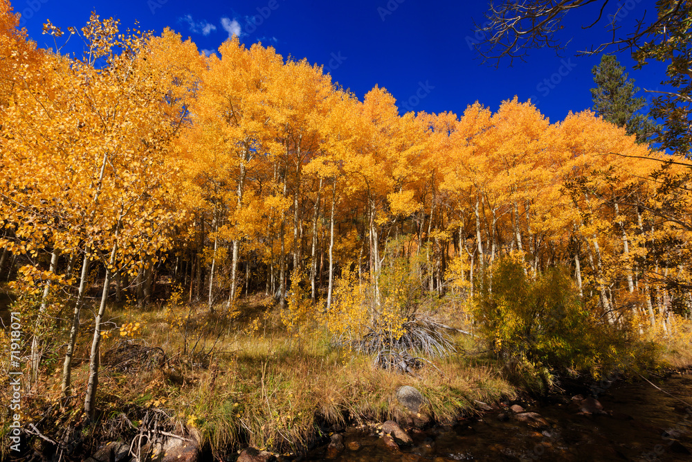 Fototapeta premium Bishop, Autumn, Fall Color