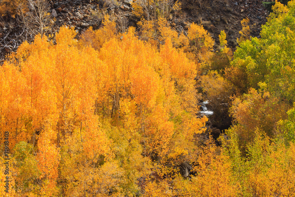 Fototapeta premium Bishop, Autumn, Fall Color