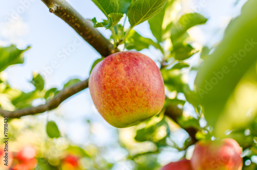 Knackige frische Äpfel an einem Baum