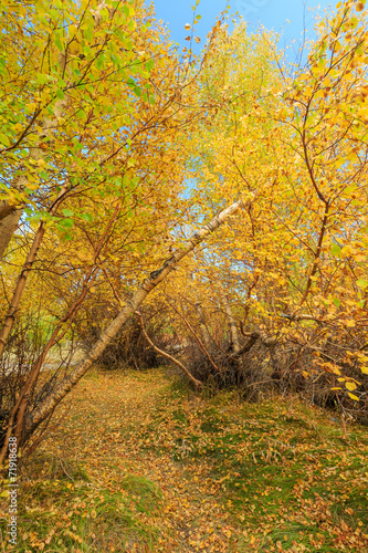 Bishop, Autumn, Fall Color © Kit Leong