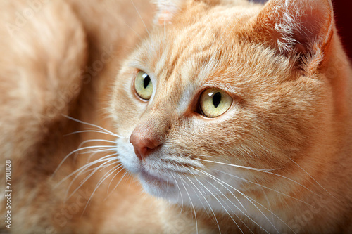 Fototapeta Naklejka Na Ścianę i Meble -  Ginger domestic cat