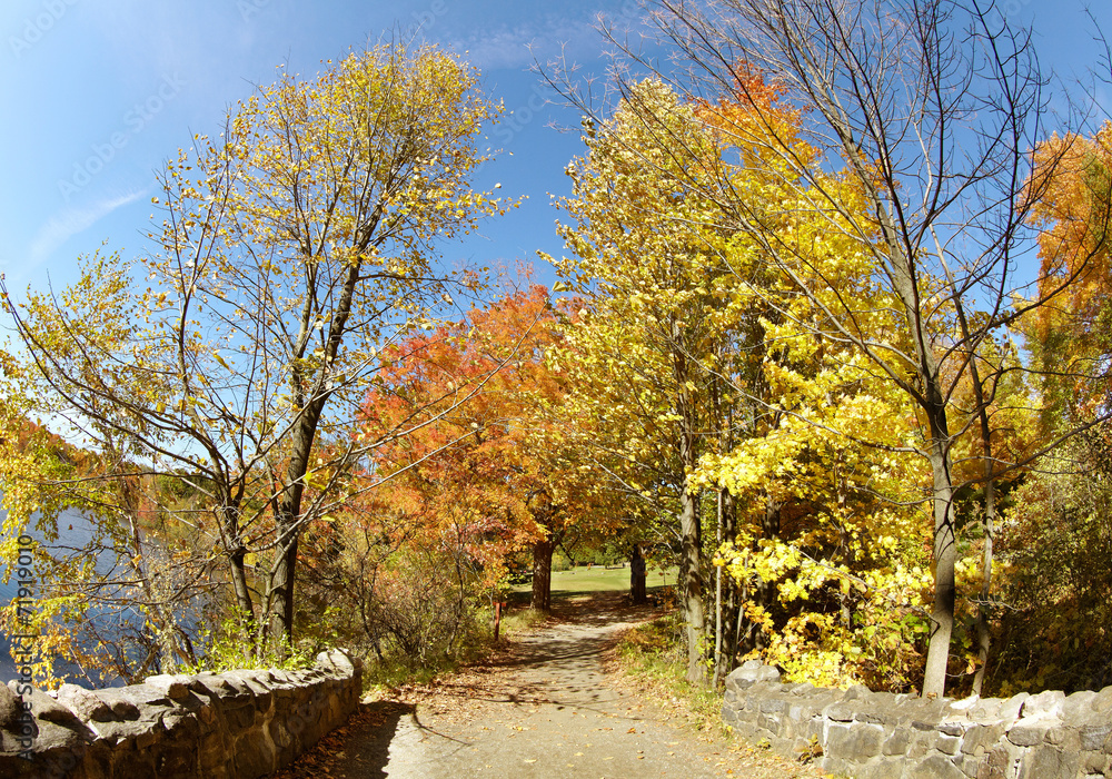 Yellow autumn trees in the park Yellow autumn trees in the park
