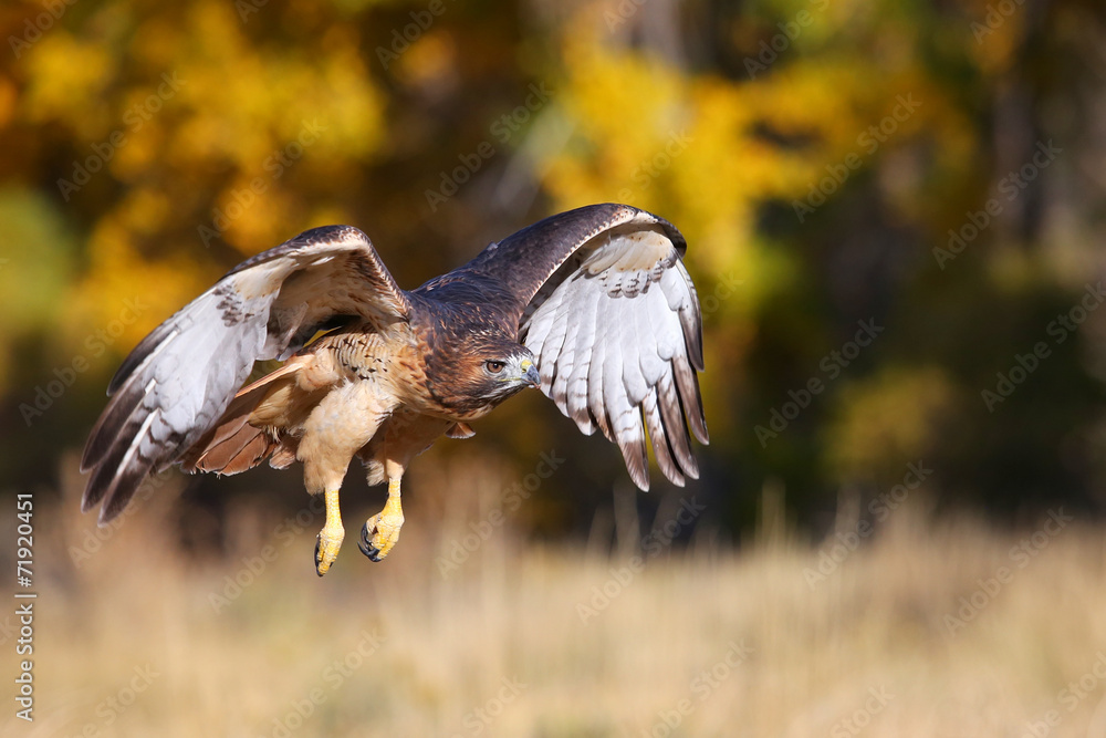 Obraz premium Red-tailed hawk in flight