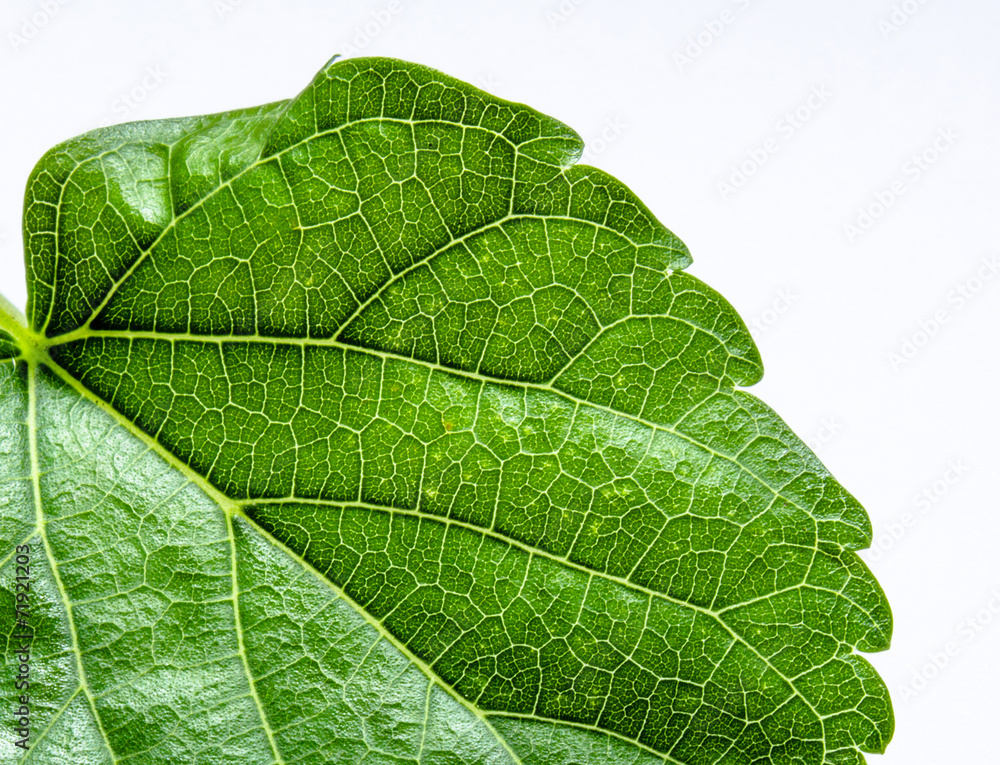 Fototapeta premium Macro Texture of Leaf