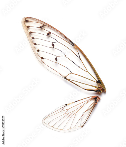 Insect cicada © anatchant