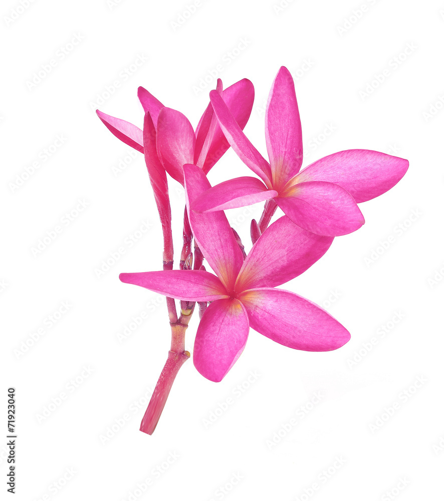 Tropical flowers frangipani (plumeria) isolated on white backgro Tropical flowers frangipani (plumeria) isolated on white backgro