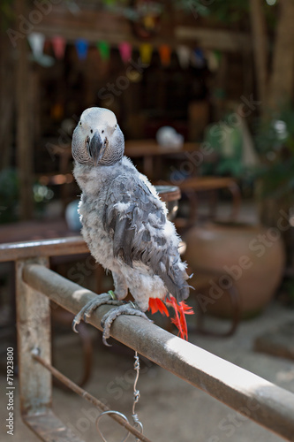 Parrot feather is unattractive photo