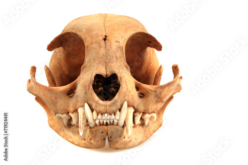 cat skull