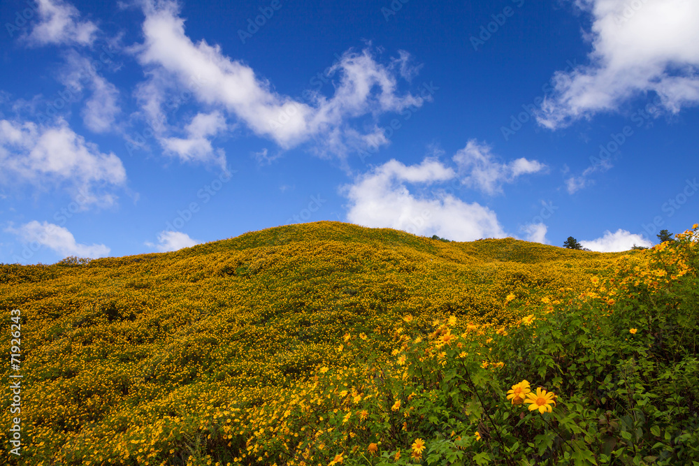 Fototapeta premium Mexican sunflower weed (Tithonia diversifolia)
