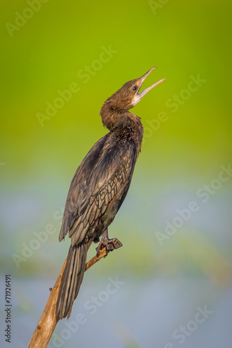 Little cormorant, Javanese cormorant © kajornyot