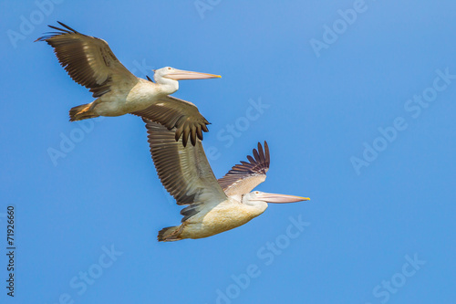 Couple of Spot-billed pelican(Pelecanus philippensis)