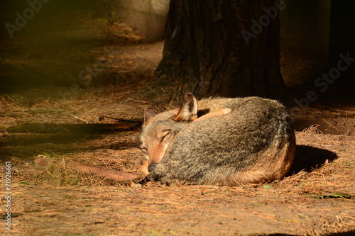 Wolf photo