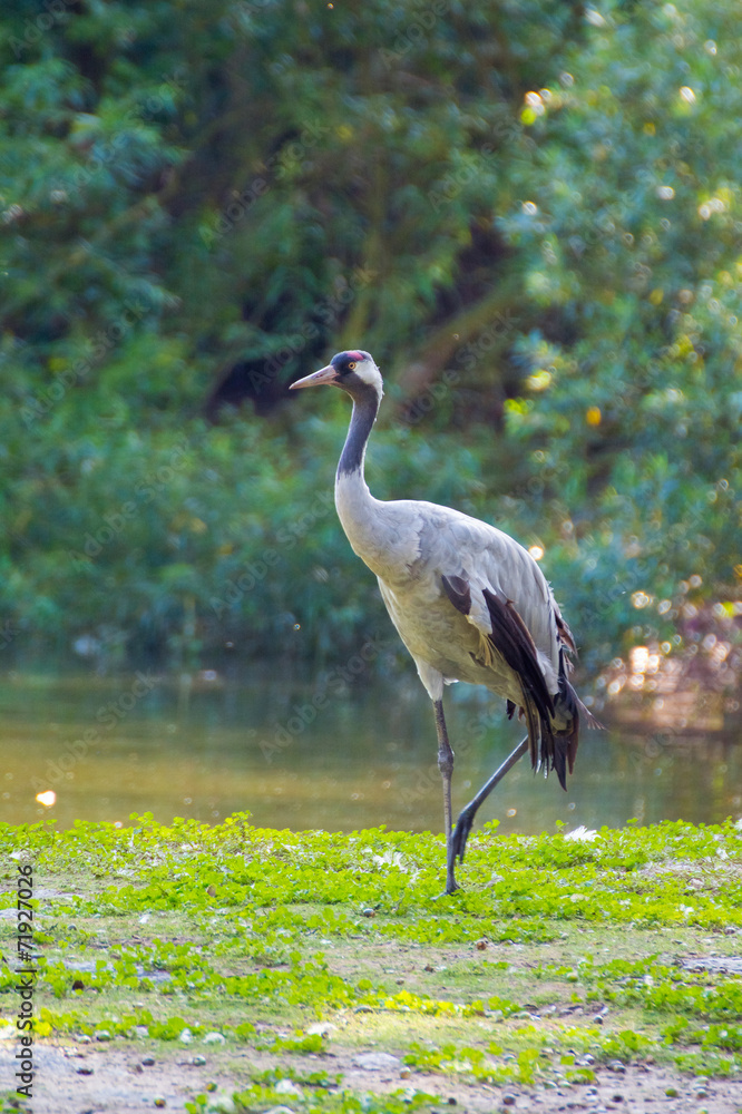 Crane - Grus