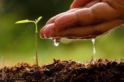 Seeding,Seedling,Male hand watering young tree