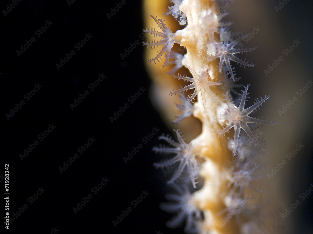 Yellow sea fan polyps (Lophogorgia vimnalis)