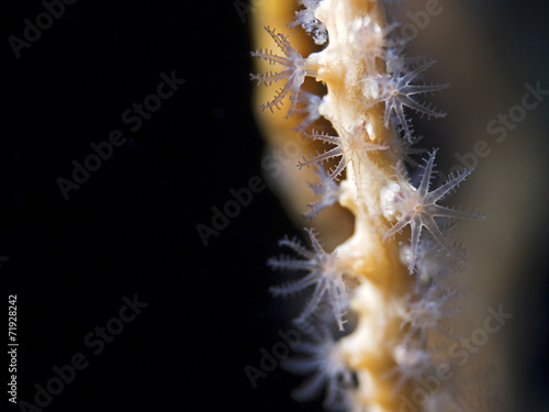 Yellow sea fan polyps (Lophogorgia vimnalis) photo