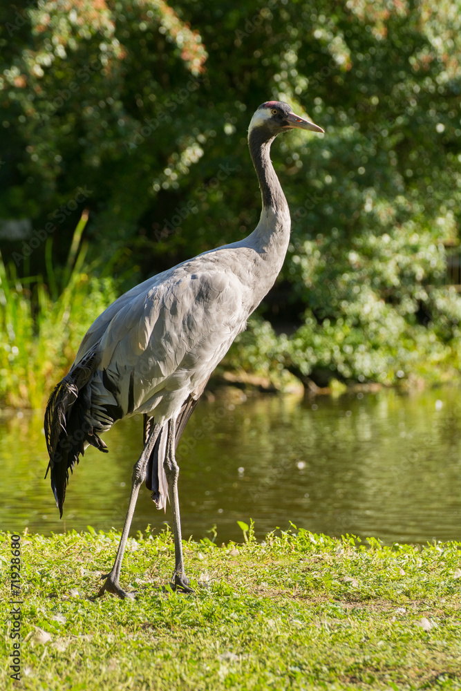 Crane - Grus