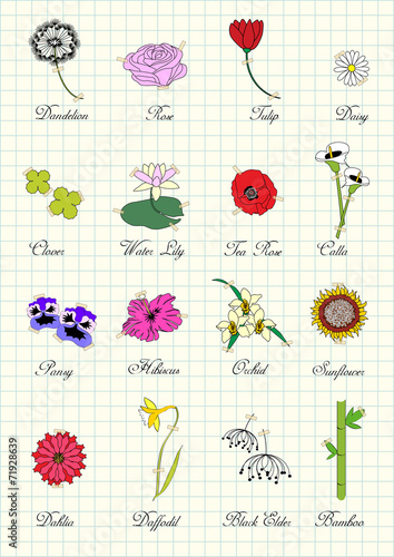 herbarium page with vintage flowers