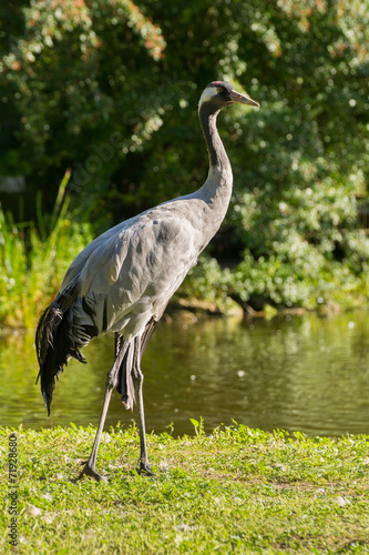 Obraz na płótnie Crane - Grus w salonie