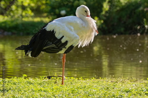Obraz na płótnie Stork w salonie