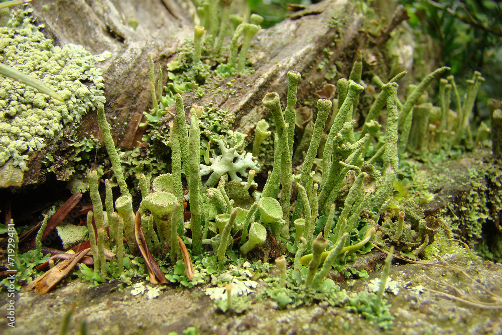 Obraz premium Lichen cladonie