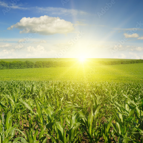 Beautiful sunset on corn field © Serghei V