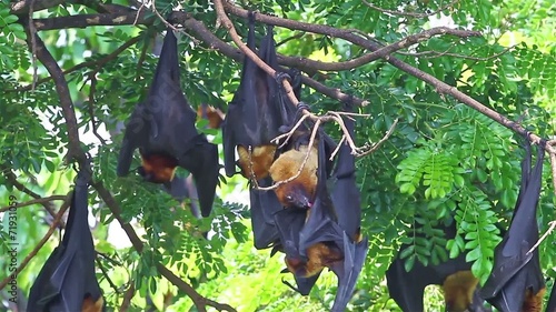 Male Lyle's flying fox(Pteropus lylei) is sleeping photo