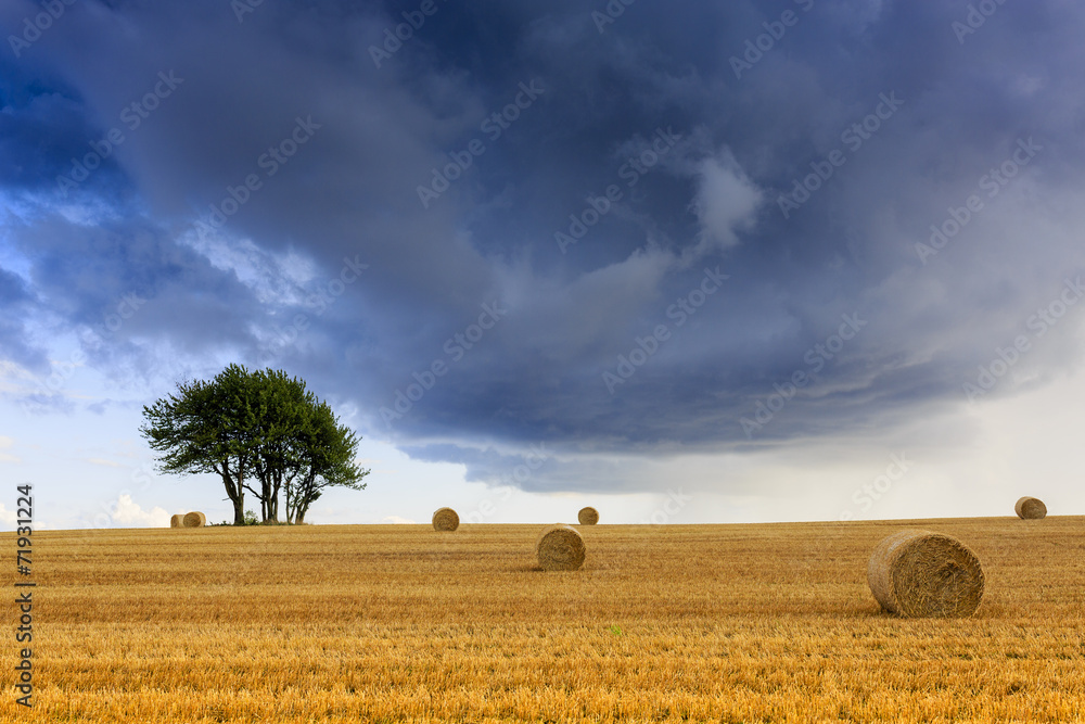 Field of hay, bales