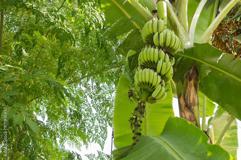 Obraz premium unripe banana fruit