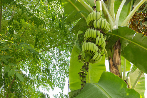 unripe banana fruit