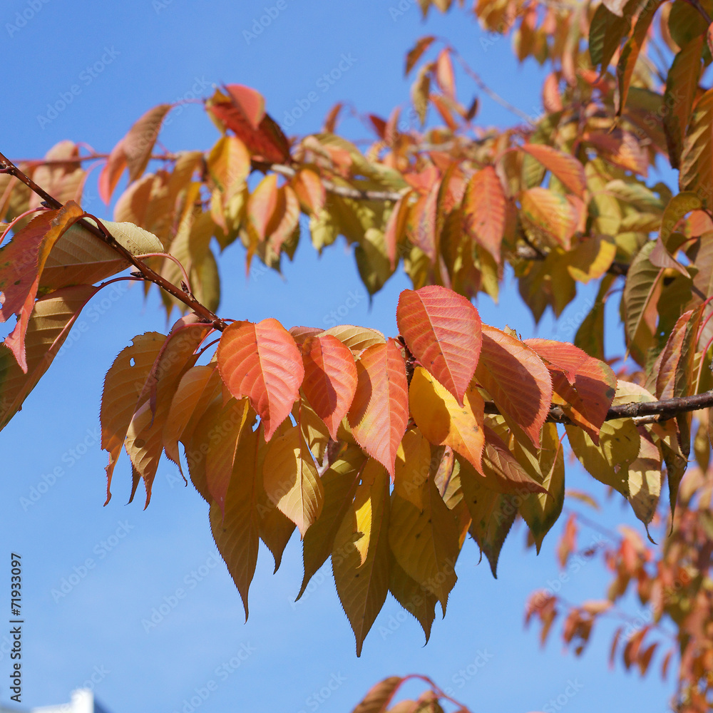 Prunus serrulata Kanzan - autumn tree Stock Photo | Adobe Stock