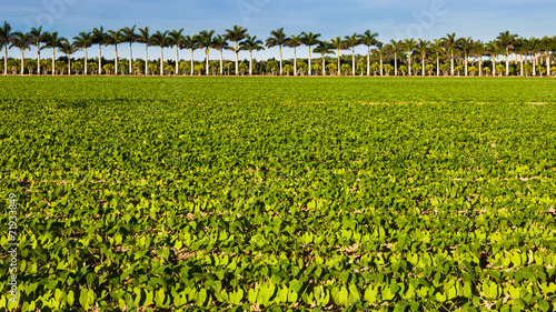 Vegetable Field in Florida