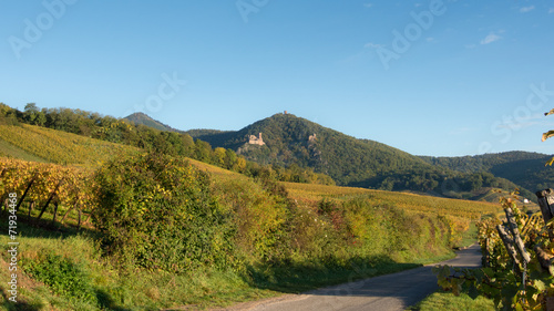 Les Trois Châteaux de Ribeauvillé en Alsace © fanatykk