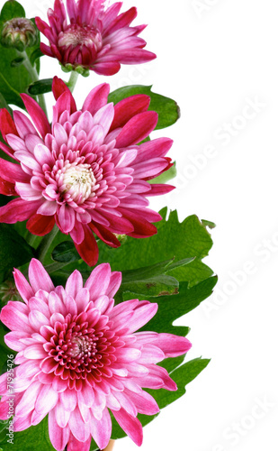 Fototapeta Naklejka Na Ścianę i Meble -  Pink Chrysanthemum