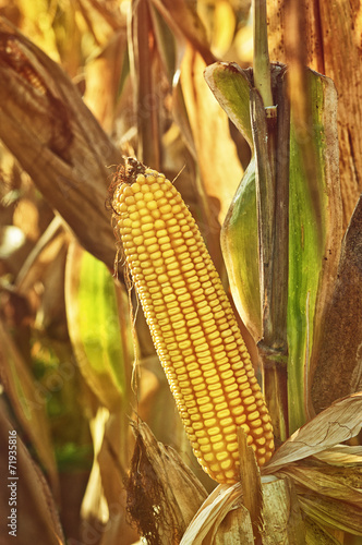 Ripe maize corn on the cob