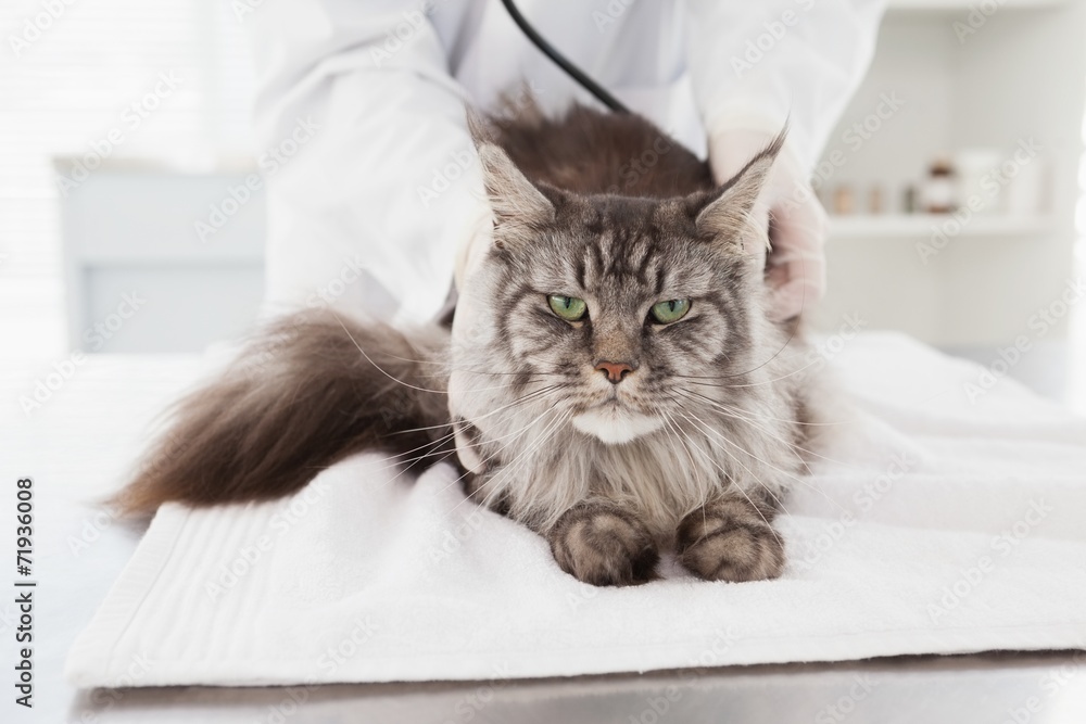 Veterinarian examining a grey cat Veterinarian examining a grey cat