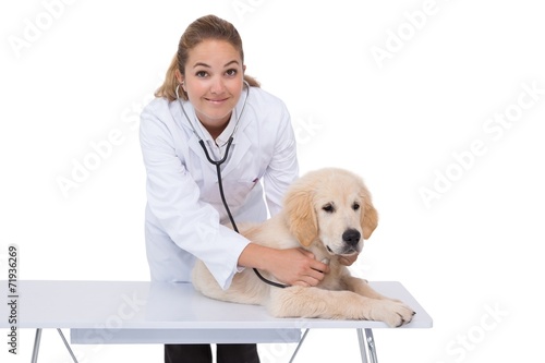 Fototapeta Naklejka Na Ścianę i Meble -  Smiling vet checking a puppy
