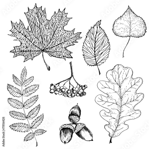 Vector set of autumn leafs illustration.