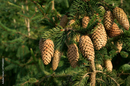 Picea abies Acrocona - autumn spruce cones