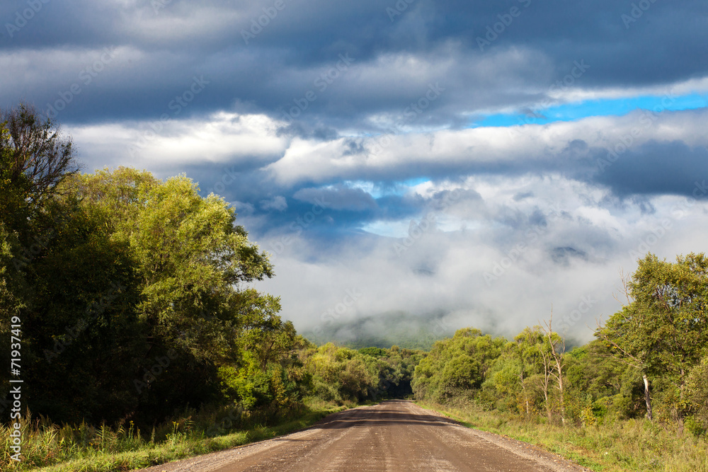 Naklejka premium Forest road