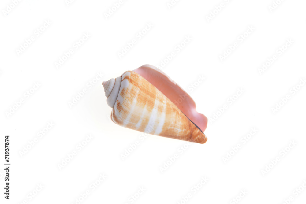 sea shell