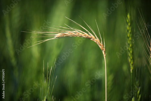 Wheat Crop